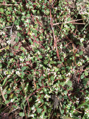 Euphorbia cordifolia