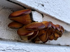 Pleurotus ostreatus