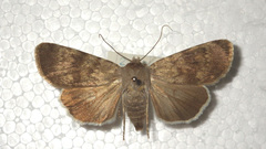 Standfussiana lucernea