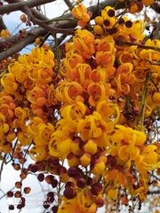 Cassia moschata