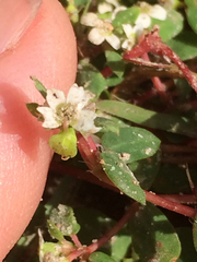 Euphorbia cordifolia