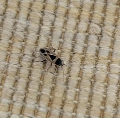 Xanthochilus saturnius
