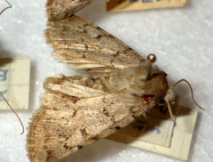 Epipsilia grisescens