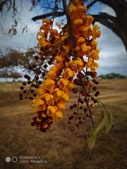 Cassia moschata