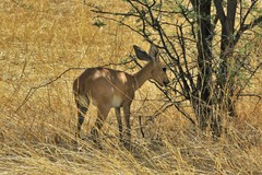 Raphicerus campestris steinhardti