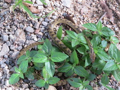 Leptodeira polysticta