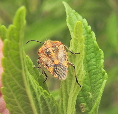 Agonoscelis venosa