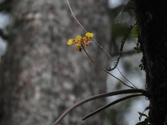 Trichocentrum ascendens