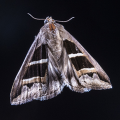 Grammodes exclusiva