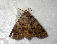 Epipsilia grisescens