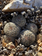 Escobaria tuberculosa varicolor