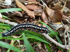 Doleschallia bisaltide australis