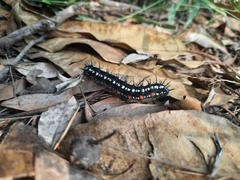 Doleschallia bisaltide australis