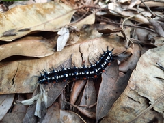 Doleschallia bisaltide australis