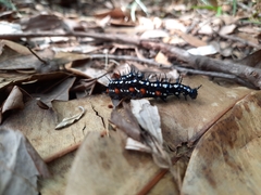 Doleschallia bisaltide australis