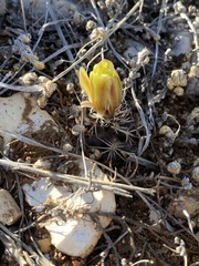 Echinocereus davisii