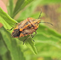 Agonoscelis venosa