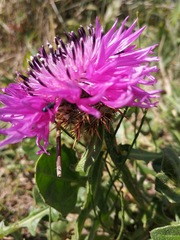 Centaurea polyacantha