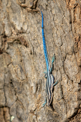 Holaspis laevis
