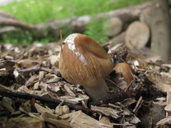 Agrocybe rivulosa