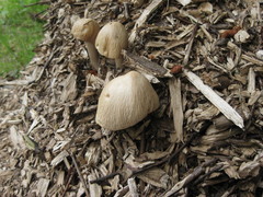 Agrocybe rivulosa