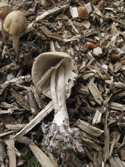Agrocybe rivulosa