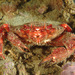 Wrinkled Swimming Crab - Photo (c) Federico Boscolo, some rights reserved (CC BY-NC), uploaded by Federico Boscolo