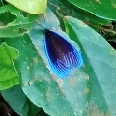 Pompelon marginata
