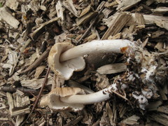 Agrocybe rivulosa