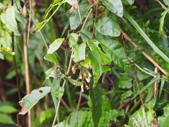 Decaneuropsis gratiosa