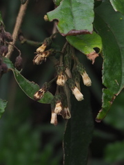 Decaneuropsis gratiosa