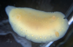 Cadlina modesta