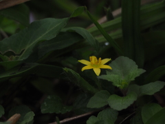 Hypoxis aurea