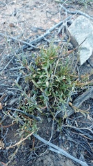 Muraltia muraltioides