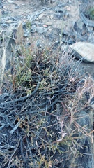 Muraltia muraltioides