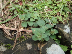 Lysimachia japonica