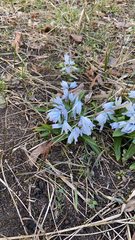 Scilla mischtschenkoana