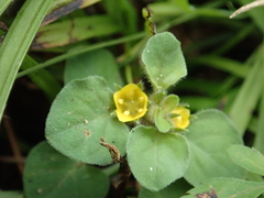 Lysimachia japonica