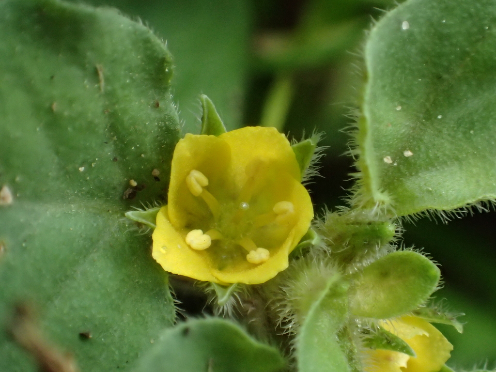 Lysimachia japonica (Lysimachia japonica)