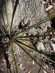 Nolina microcarpa