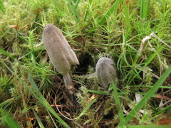 Coprinopsis saccharomyces