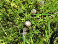 Coprinopsis saccharomyces