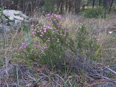 Erica umbellata