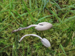 Coprinopsis saccharomyces