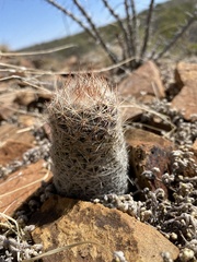 Escobaria tuberculosa varicolor
