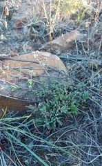 Drosanthemum hispidum
