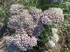 Achillea millefolium image