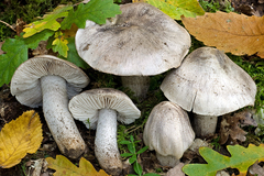 Tricholoma bresadolanum