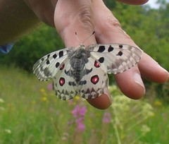 Parnassius nomion