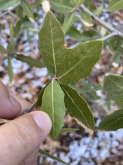 Quercus emoryi